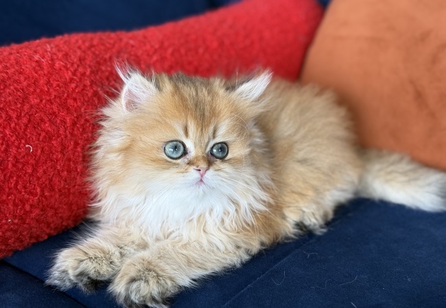 lathan...kedimolsa cattery