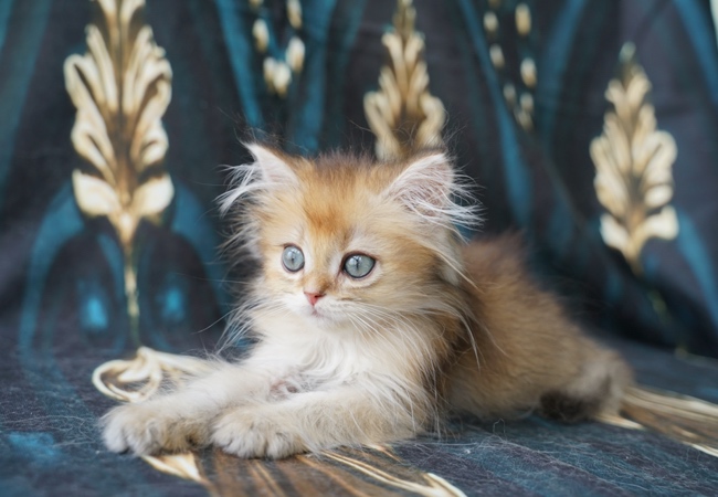 kedim olsa cattery pearl