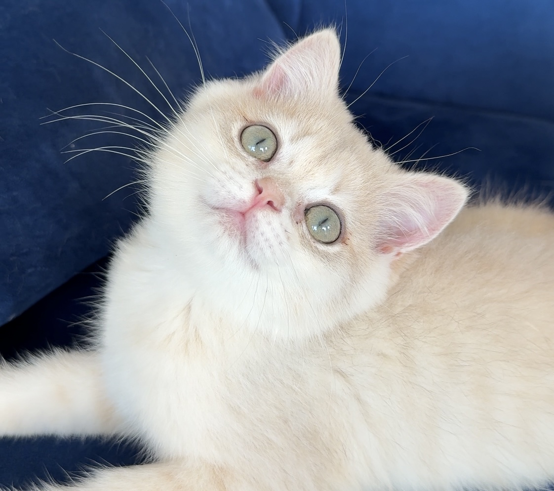 kedimolsa cattery...cedrıc