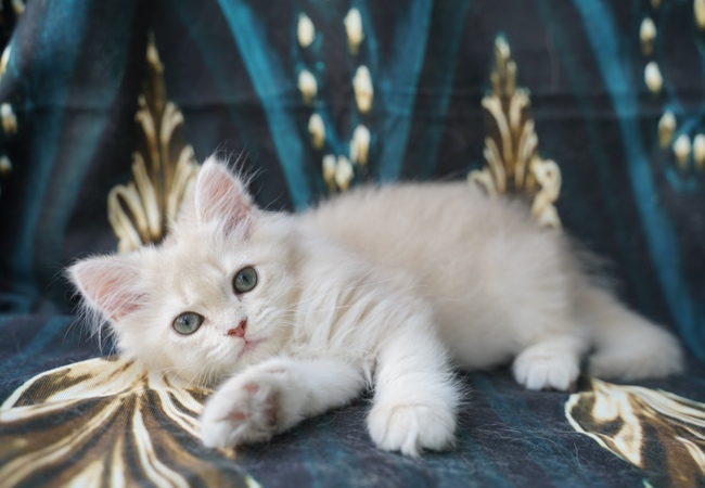 kedim olsa cattery saşa