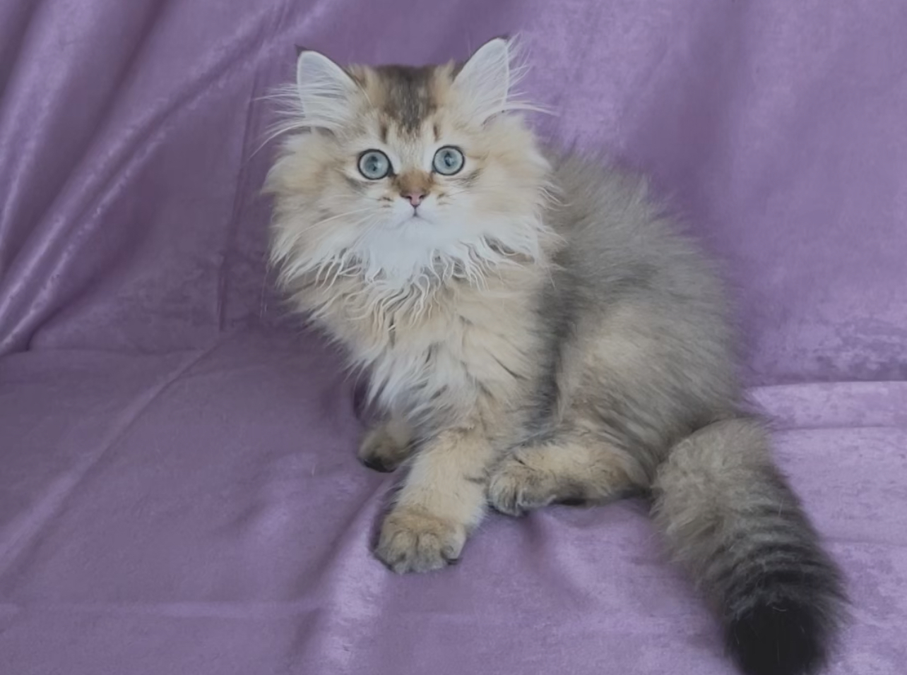 KEDIM OLSA beethoven-BRITISH LONGHAIR