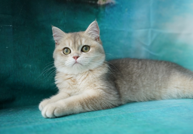 kedim olsa cattery lavina