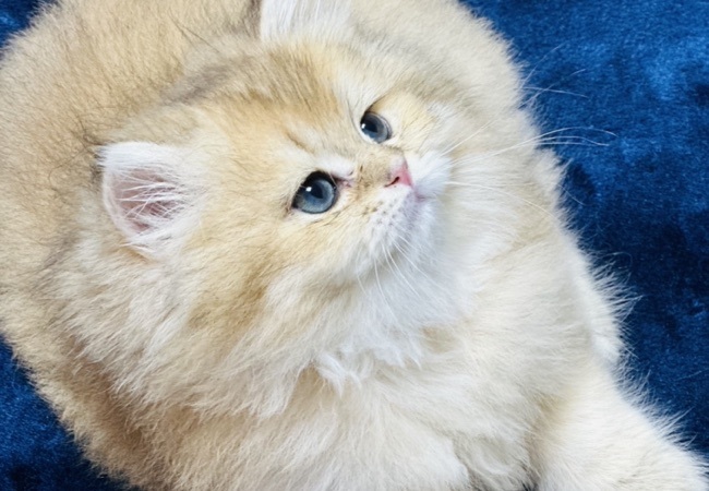 cyrus..british longhair ny11 .erkek