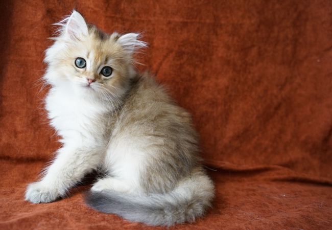 kedim olsa cattery milano