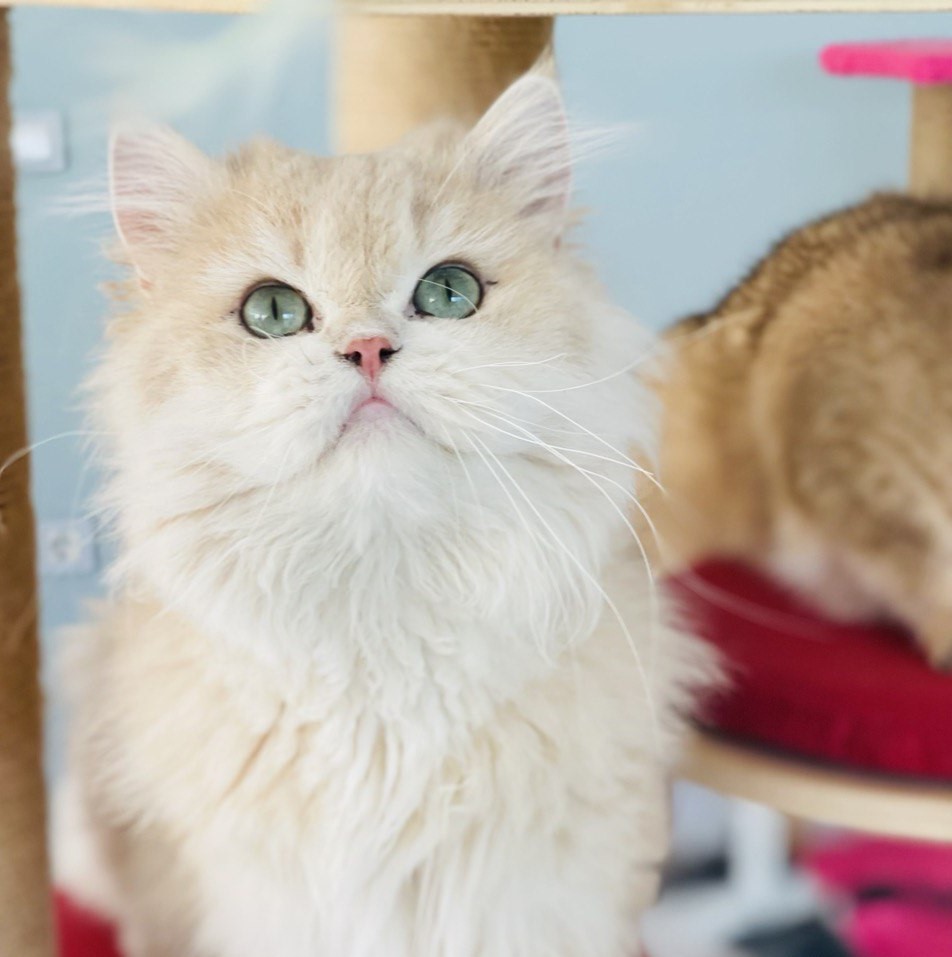 holyland cattery-holyland emira ...british longhair