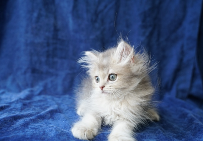 kedim olsa cattery simba