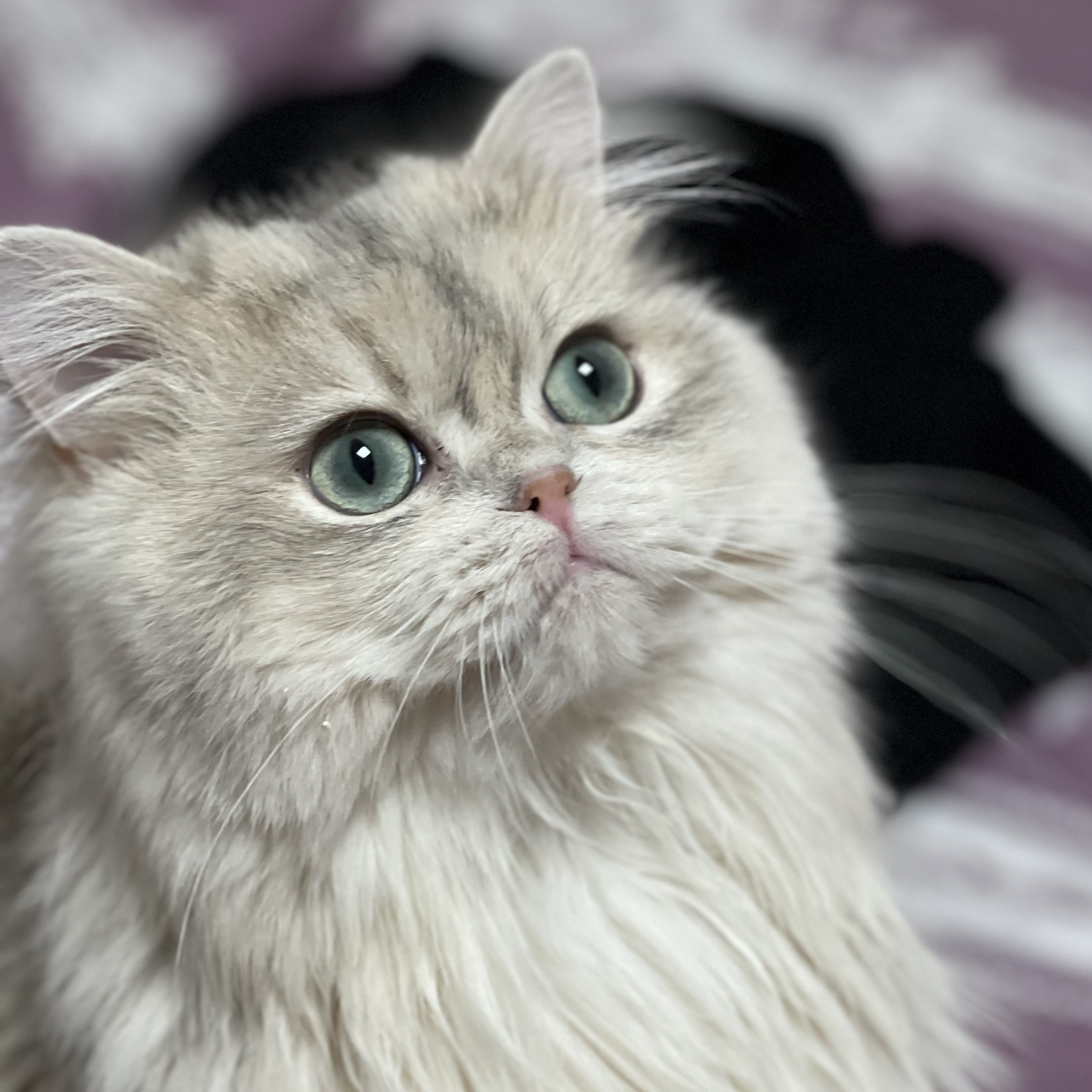 kedim olsa axel- british longhair