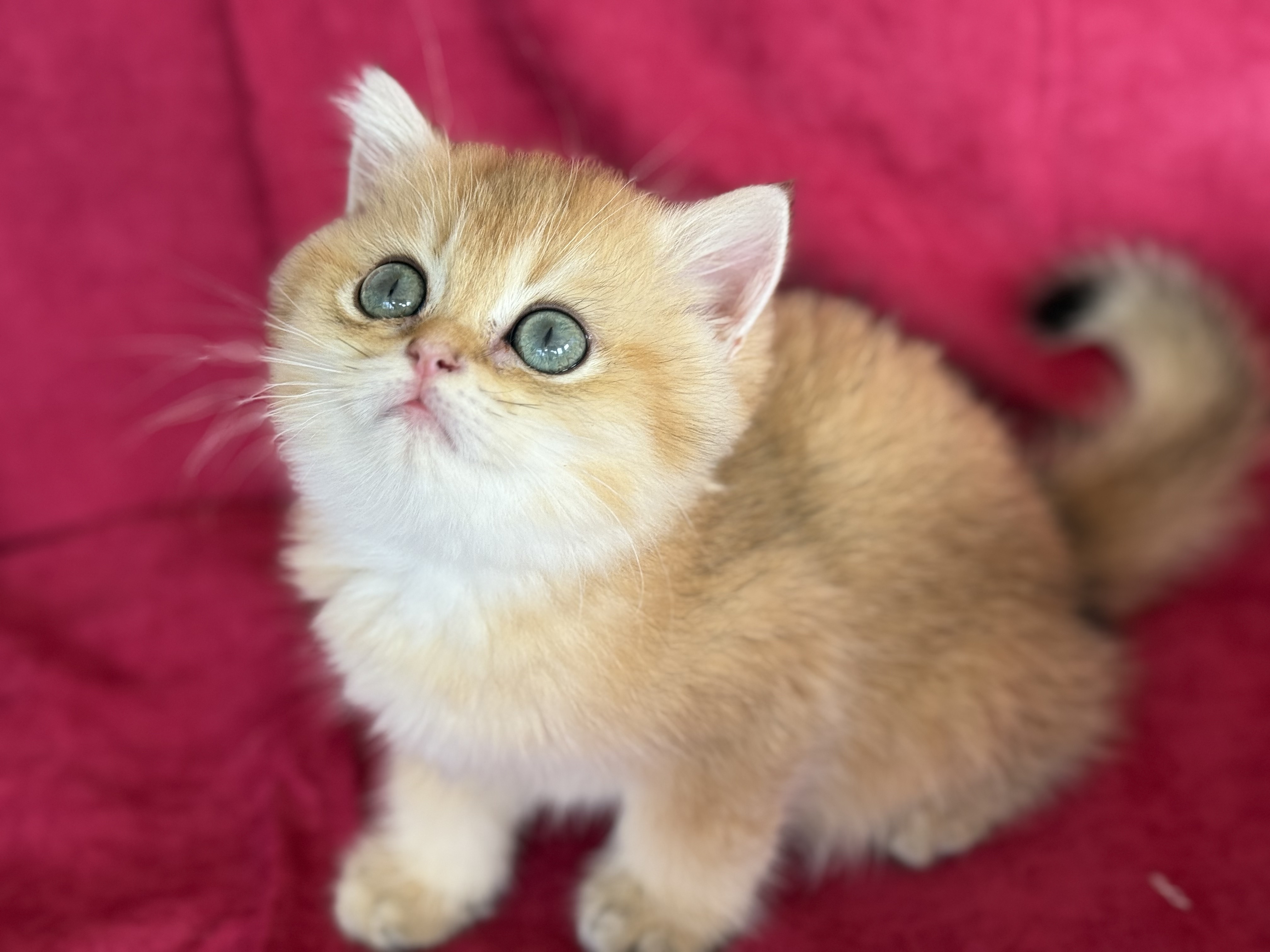 kedimolsa cattery,cyrus...