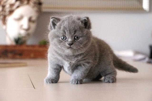memeli, kedi, evcil kedi, küçük ila orta boy kediler içeren bir resim
Açıklama otomatik olarak oluşturuldu