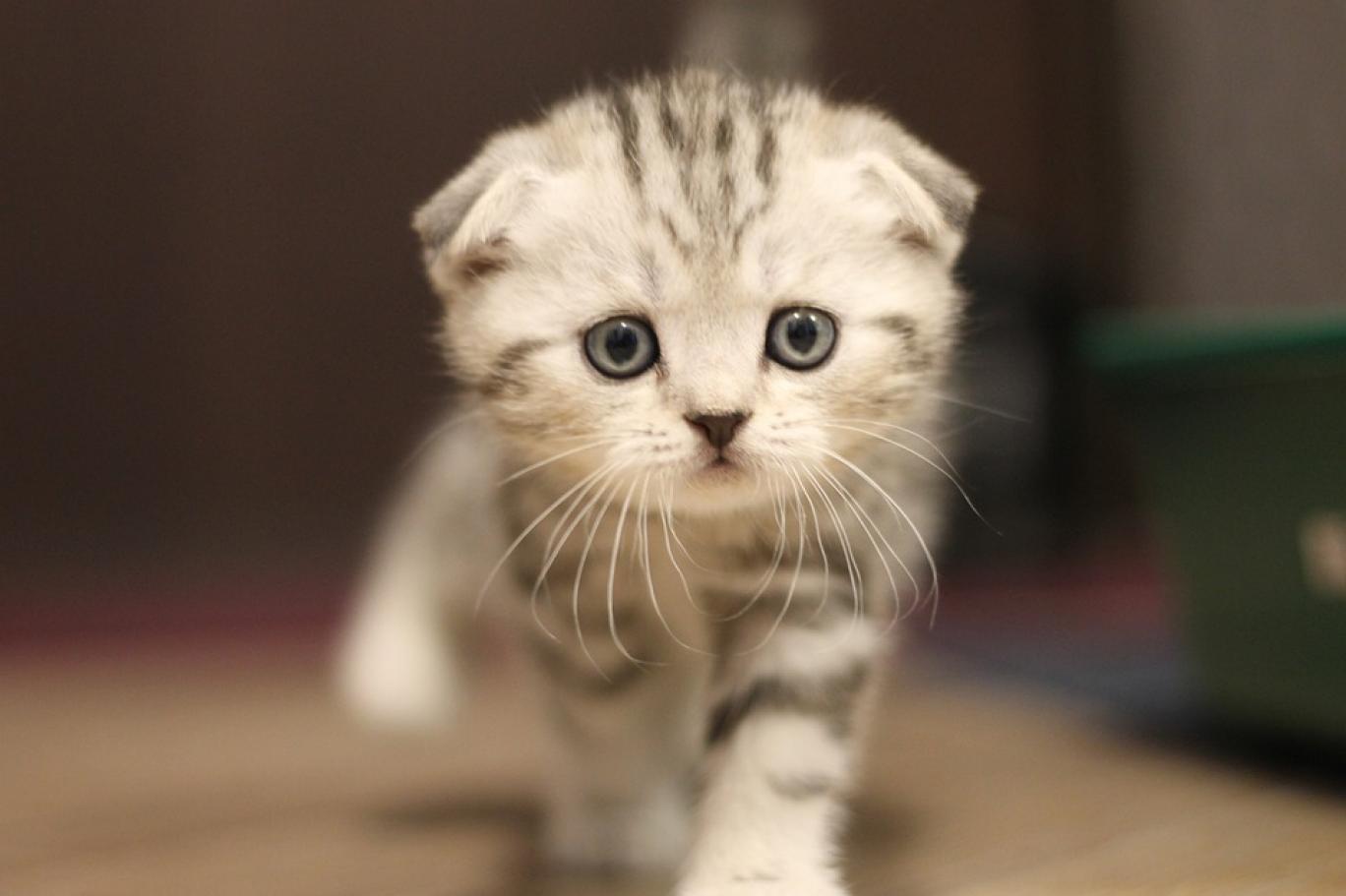 memeli, kedigiller, kedi bıyığı, küçük ila orta boy kediler içeren bir resim

Açıklama otomatik olarak oluşturuldu