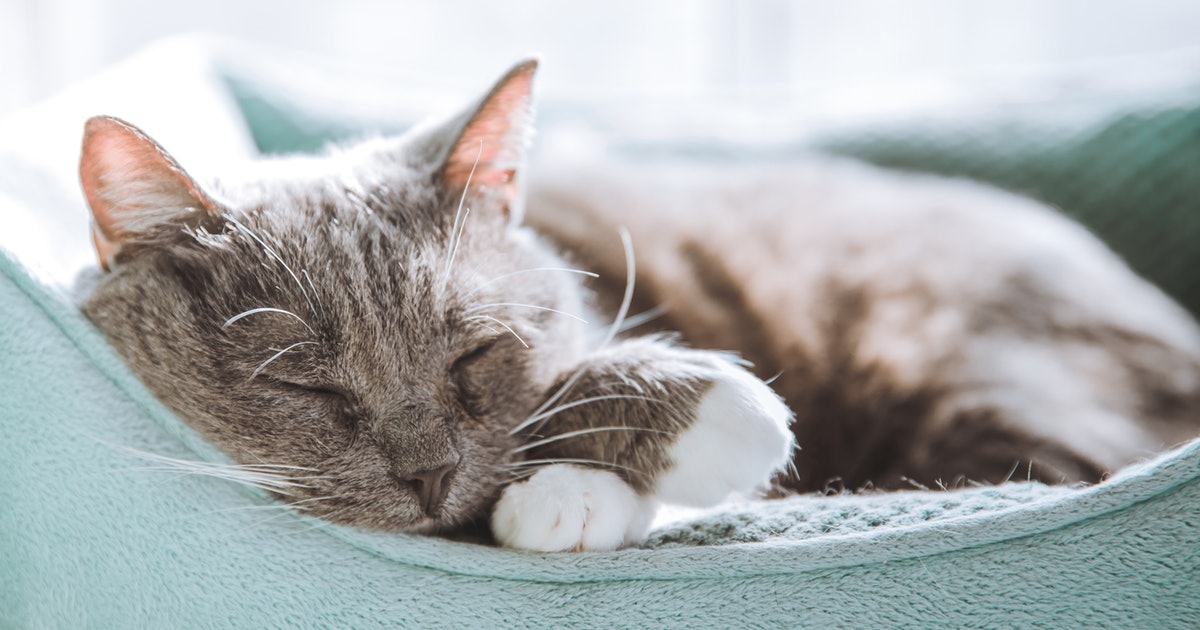 küçük ila orta boy kediler, kedigiller, kedi, kedi bıyığı içeren bir resim
Açıklama otomatik olarak oluşturuldu