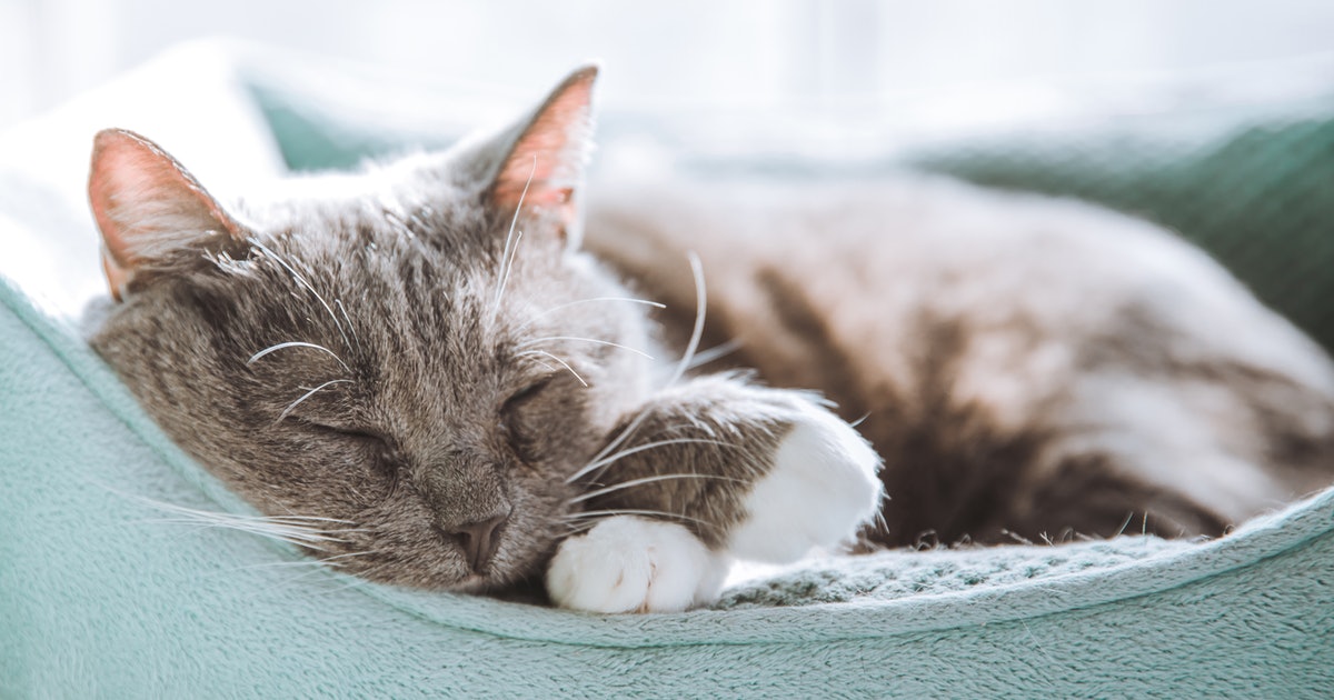 küçük ila orta boy kediler, kedigiller, kedi, kedi bıyığı içeren bir resim

Açıklama otomatik olarak oluşturuldu