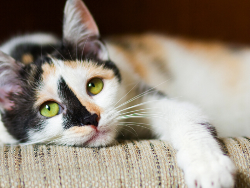 kedi, memeli, evcil kedi, küçük ila orta boy kediler içeren bir resim
Açıklama otomatik olarak oluşturuldu
